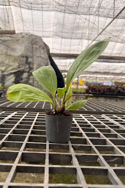 Stanhopea tricornis