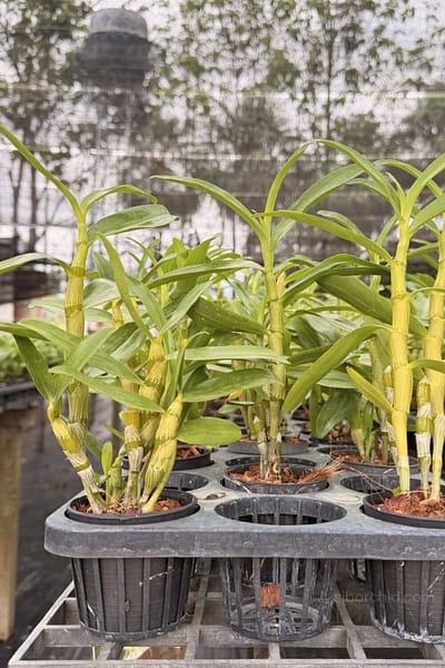 Dendrobium Rainbow Dance (Hybrid)