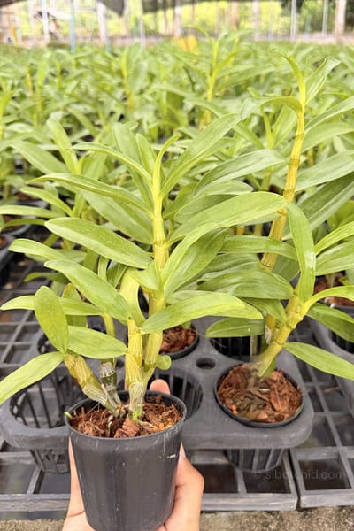Dendrobium Rainbow Dance (Hybrid)