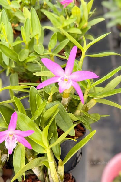 Dendrobium Rainbow Dance (Hybrid)