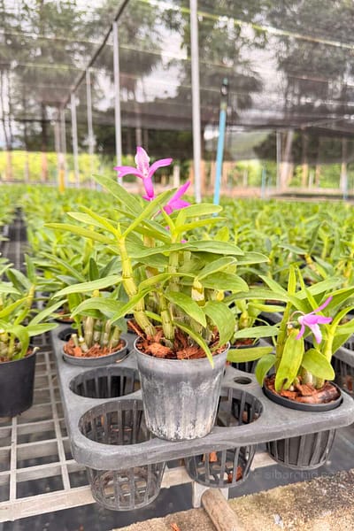 Dendrobium Rainbow Dance (Hybrid)