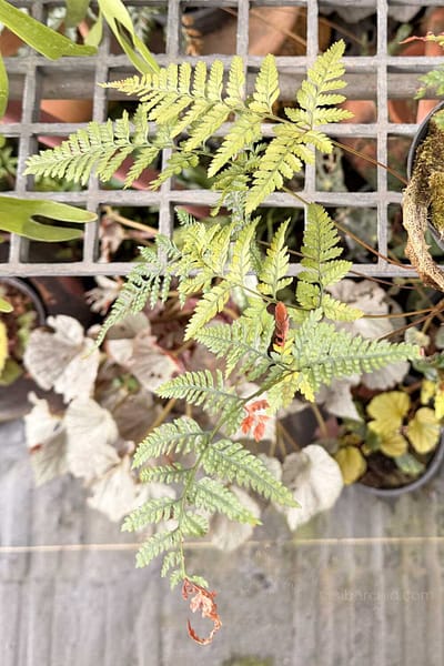Rabbit’s Foot Fern