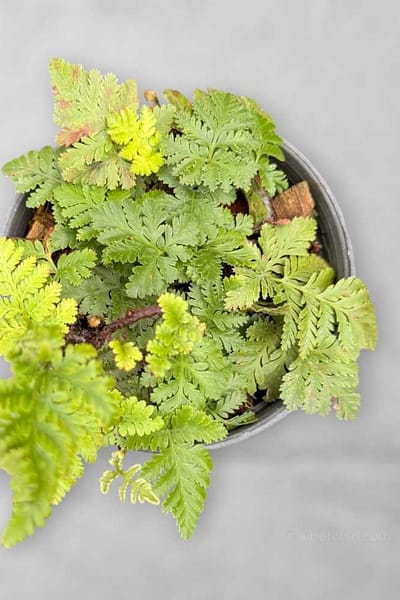 Davallia fejeensis Dwarf Form