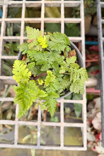 Davallia fejeensis Dwarf Form