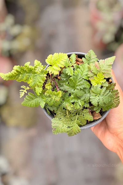 Davallia fejeensis Dwarf Form