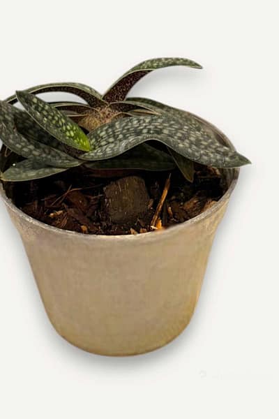 Paphiopedilum micranthum