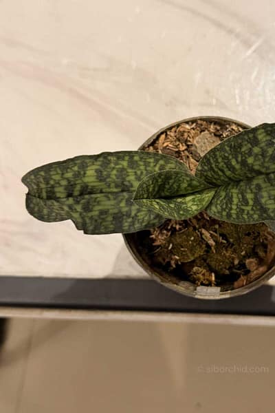 Paphiopedilum malipoense