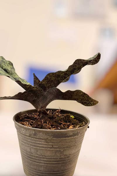 Paphiopedilum malipoense