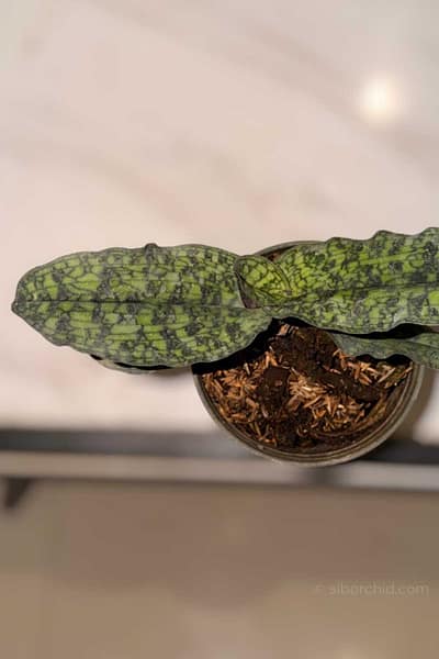 Paphiopedilum malipoense
