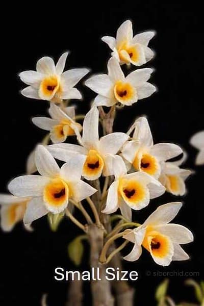 Dendrobium bensoniae (Small)