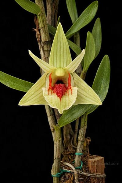 Dendrobium cruentum