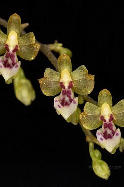 Phalaenopsis mirabilis