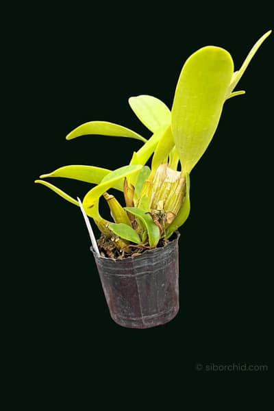 Dendrobium spectabile