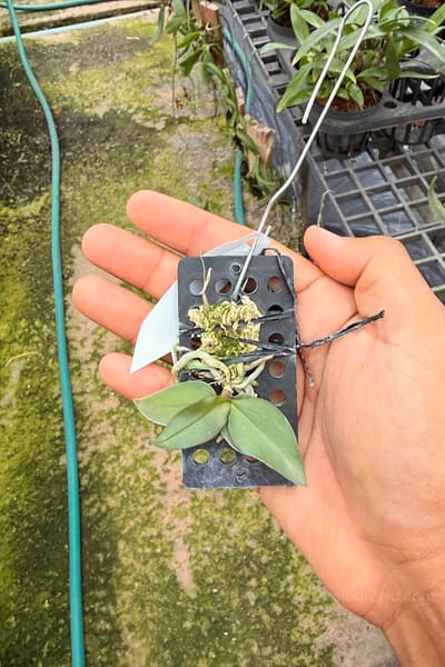 Phalaenopsis mirabilis