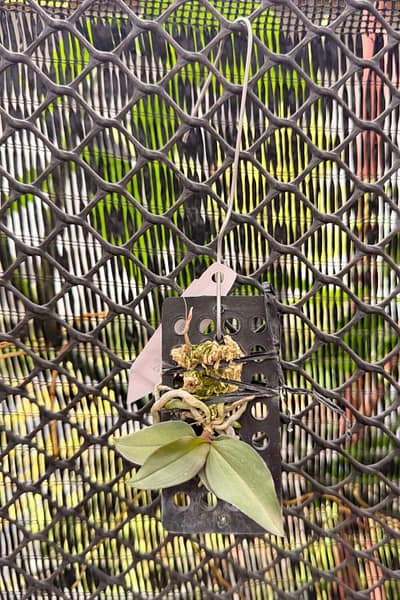 Phalaenopsis mirabilis