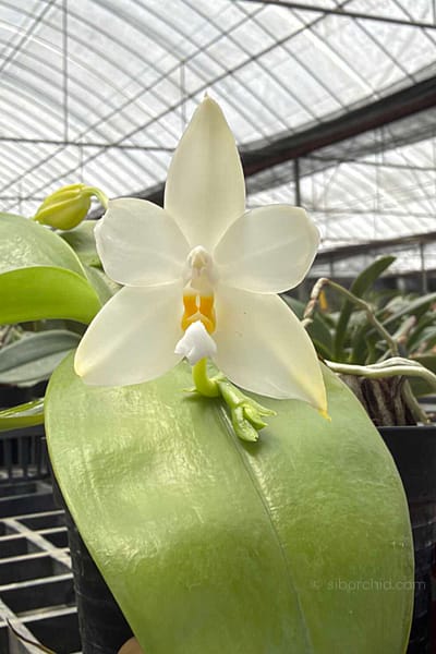 Phalaenopsis bellina alba