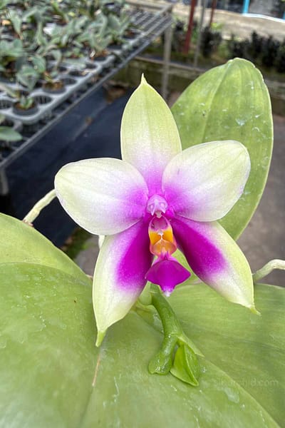Phalaenopsis bellina,