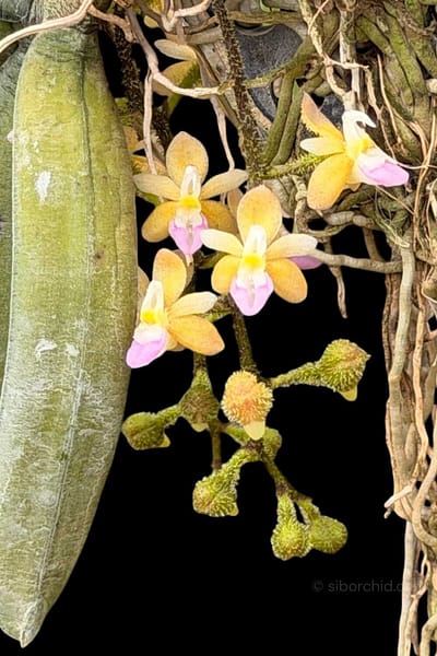 Stereochilus erinaceus