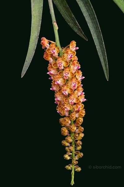 Pomatocalpa bambusarum