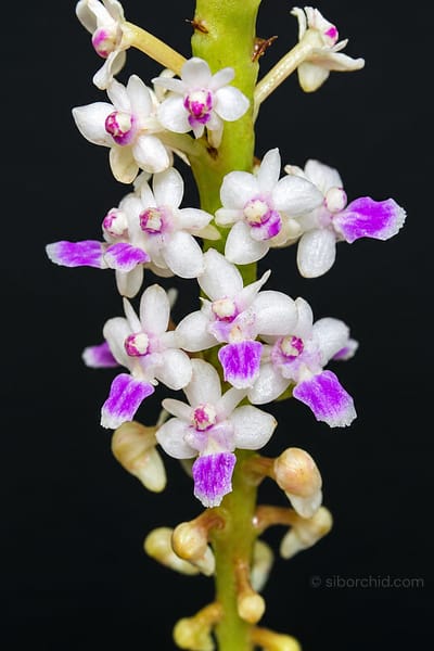 Smitinandia micrantha