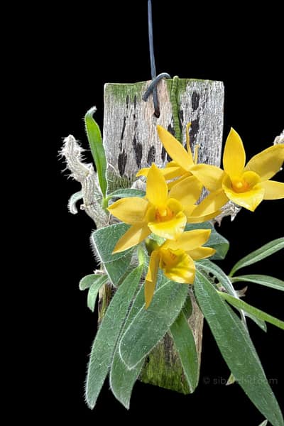 Dendrobium senile