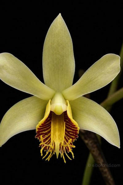 Dendrobium venustum