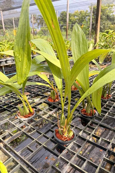 Coelogyne asperata