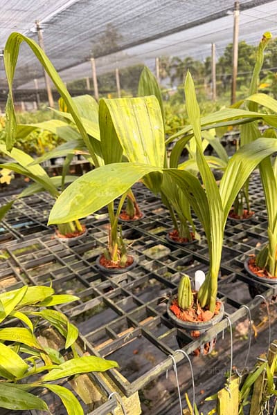 Coelogyne asperata