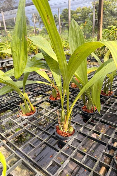 Coelogyne asperata