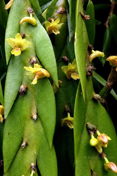 Dendrobium keithii