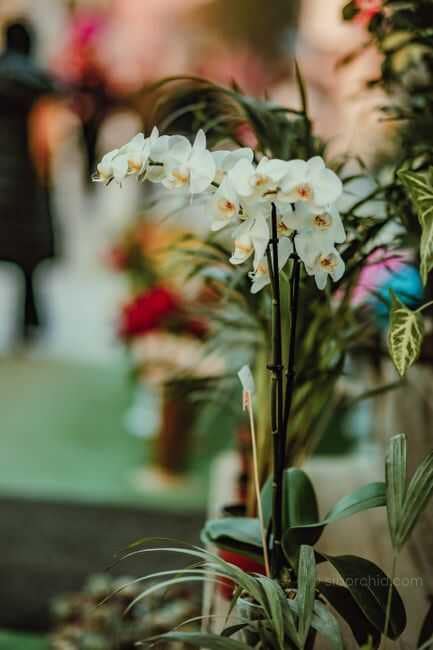 Beautiful white orchids captured in a lush garden, surrounded by colorful flora. Perfect for nature lovers.