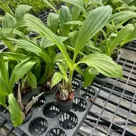 Calanthe cardioglossa - Calanthe cardioglossa - Image 3