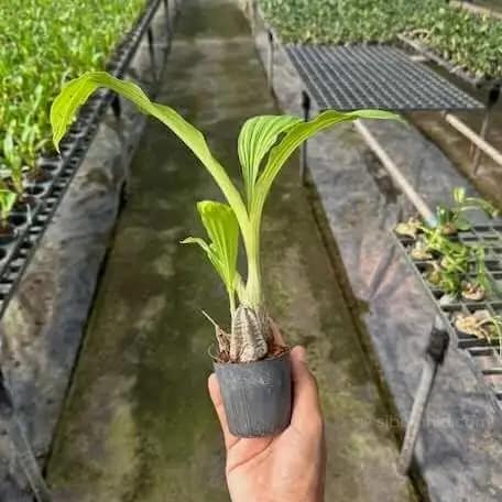 Calanthe cardioglossa - Calanthe cardioglossa - Image 4
