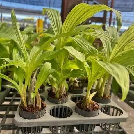 Calanthe cardioglossa - Calanthe cardioglossa - Image 7