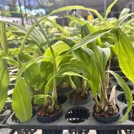 Calanthe cardioglossa - Calanthe orchid sib orchid
