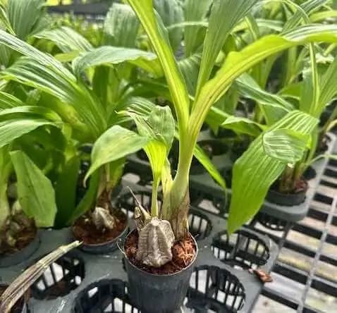 Calanthe cardioglossa - Calanthe cardioglossa - Image 2