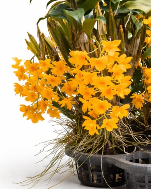 Dendrobium griffithianum - Dendrobium griffithianum