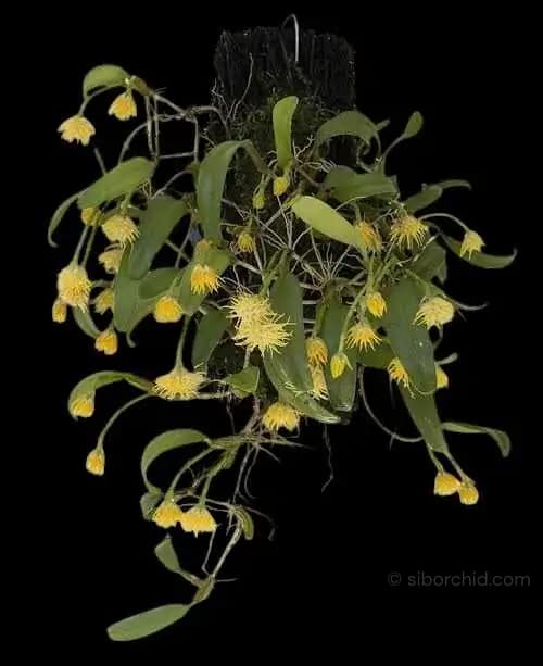 Bulbophyllum odoratissimum - Bulbophyllum odoratissimum