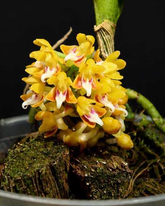 Robiquetia aberrans - Robiquetia aberrans