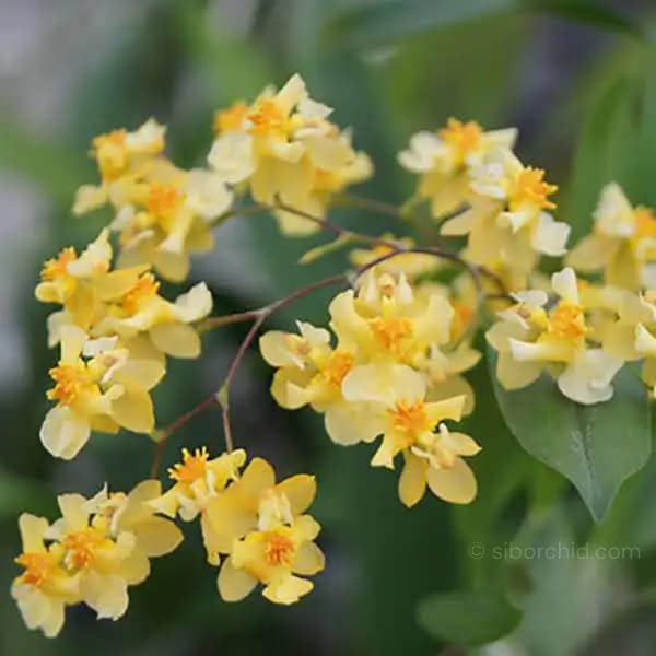 Oncidium Twinkle - Image 6
