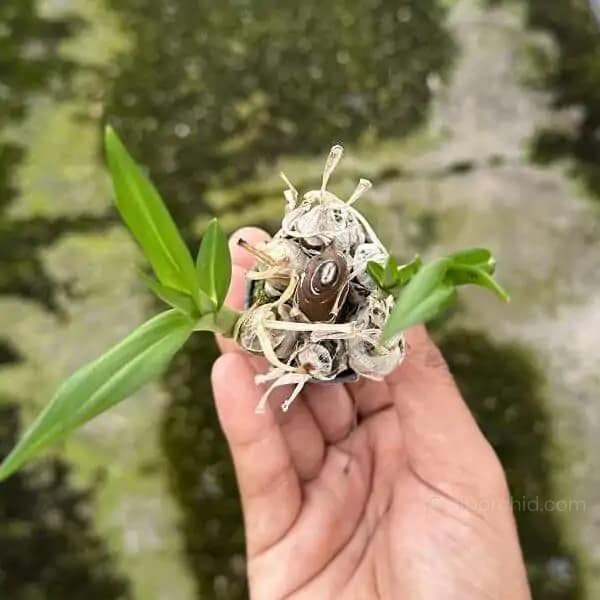 Eulophia andamanensis - Eulophia andamanensis