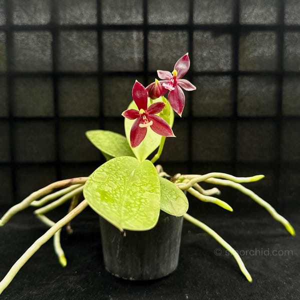 Phalaenopsis cornu-cervi ‘Red: Care guide orchid from Gallery Blog