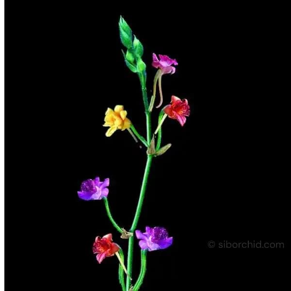 Calanthe cardioglossa - Calanthe cardioglossa