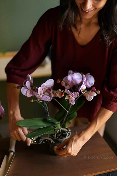 Why Your Orchid Looks Jet-Lagged After Shipping — And Why That’s Totally Normal orchid from Beginner Orchid Care