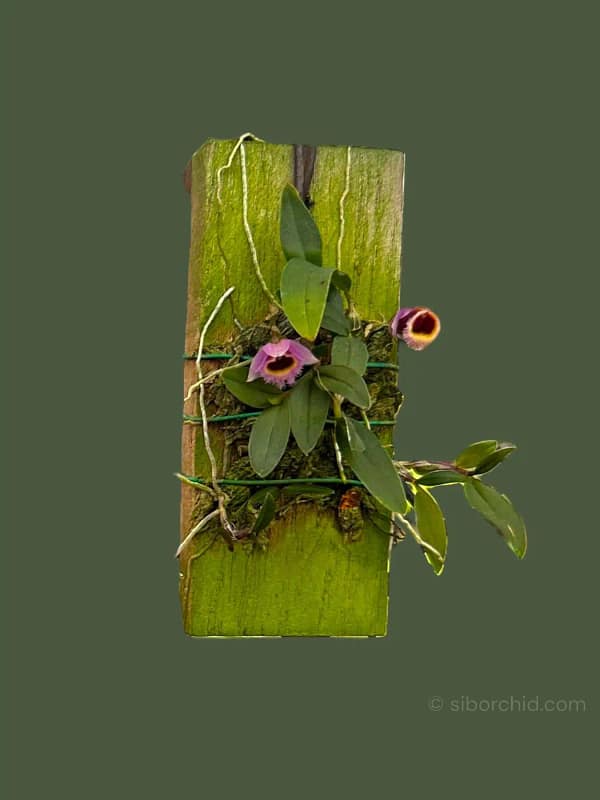 Dendrobium fuscifaucium
