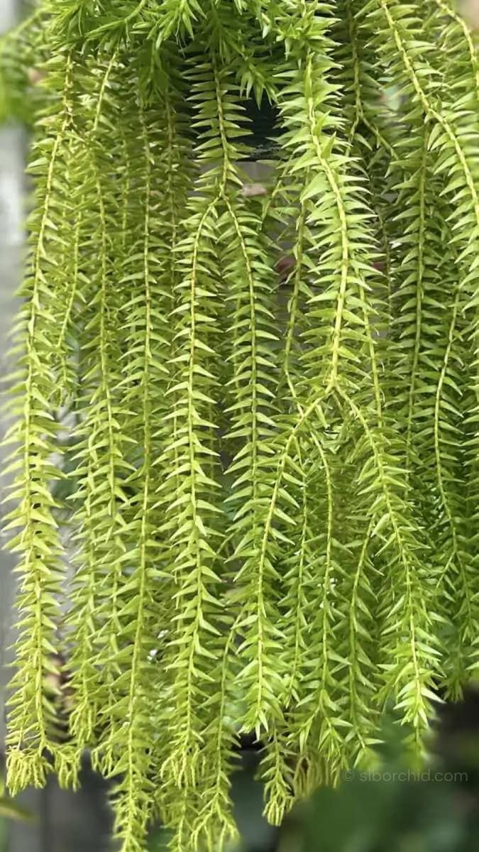 Lycopodium squarrosum - Image 3