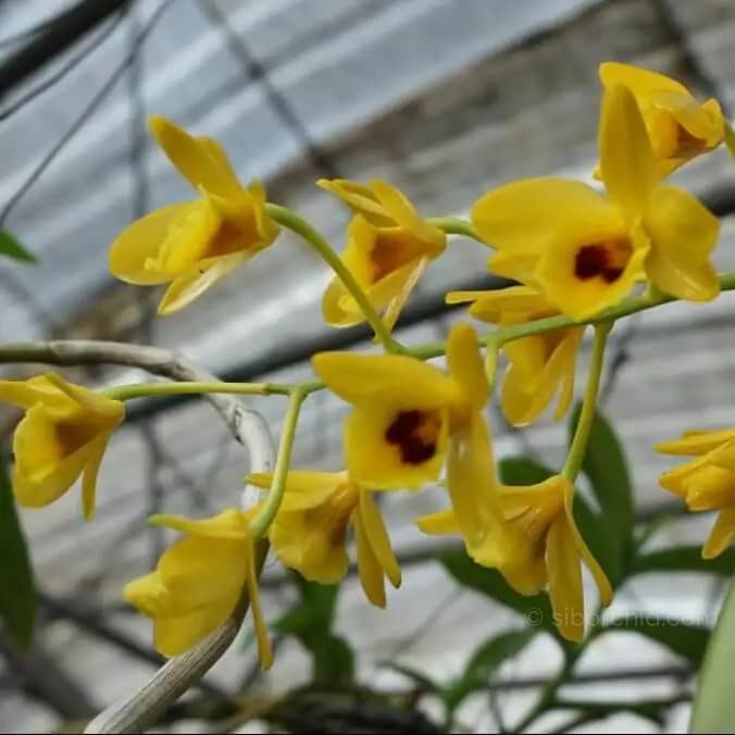 Dendrobium chrysotoxum var. suavissimum (Blooming Size) - Dendrobium chrysotoxum