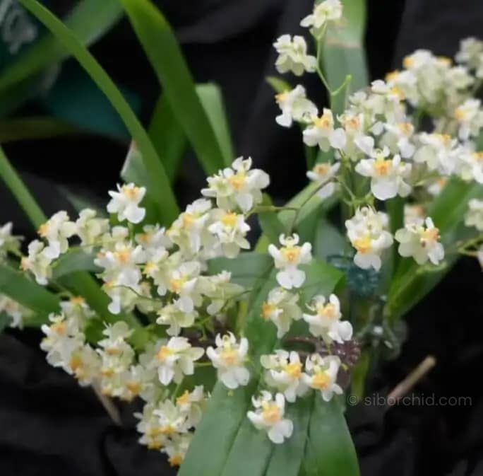 Oncidium Twinkle