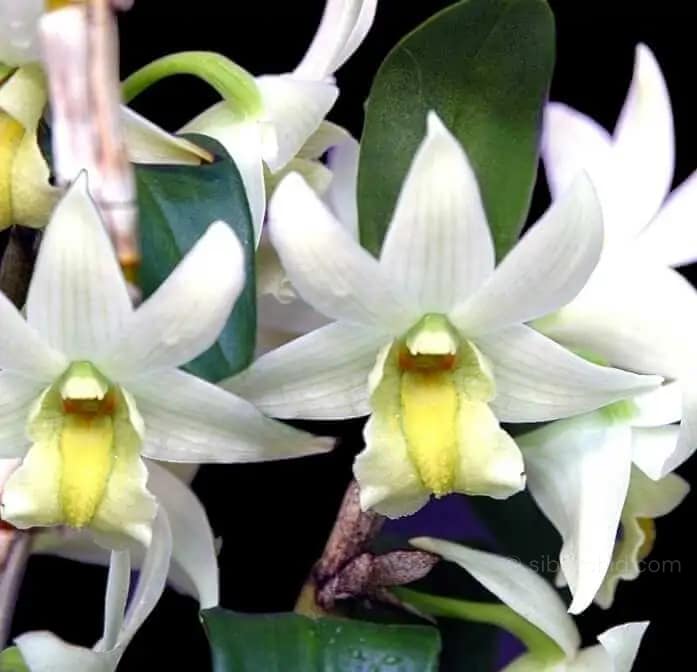 Dendrobium Frosty Dawn - Dendrobium Frosty Dawn