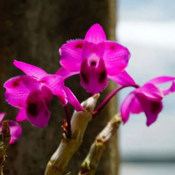 Dendrobium parishii Three lip six eye - Dendrobium parishii "Three lip six eye"